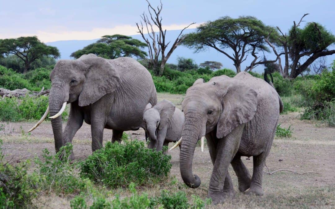 Elefantene og masaiene i Amboseli