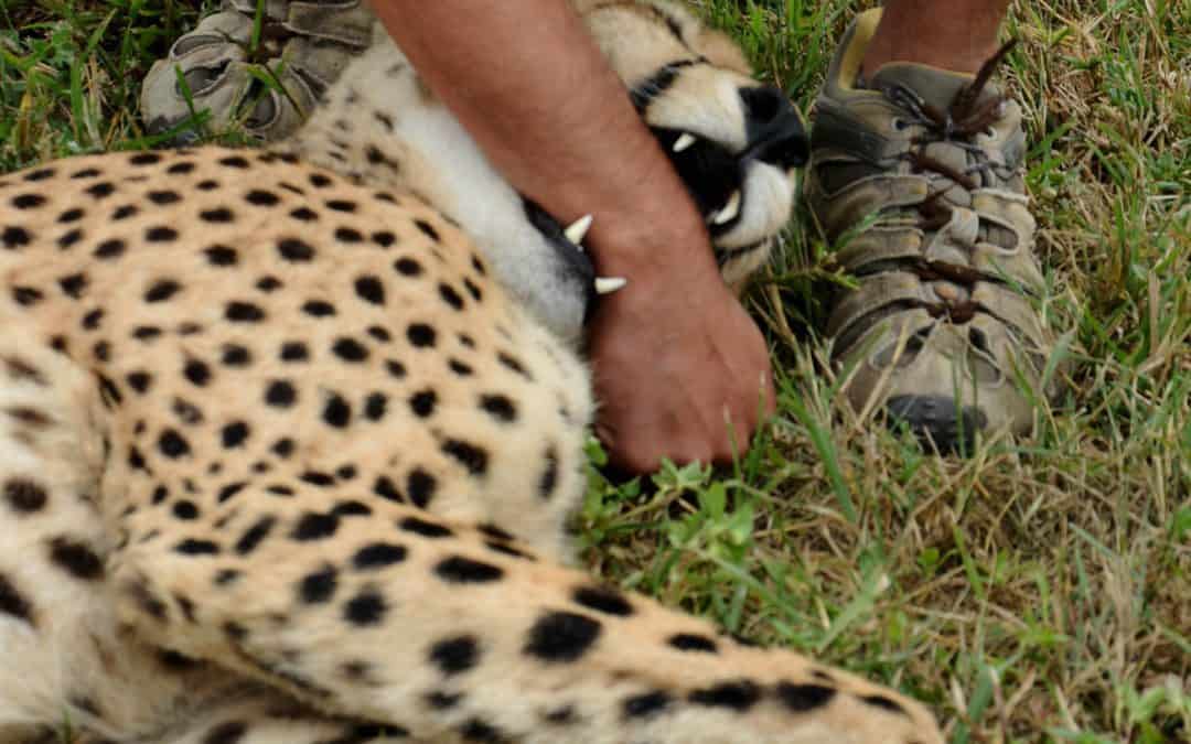 Møte med en leken gepard